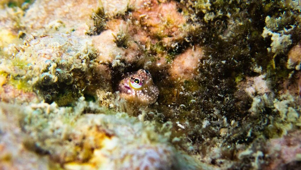 Blenny fish