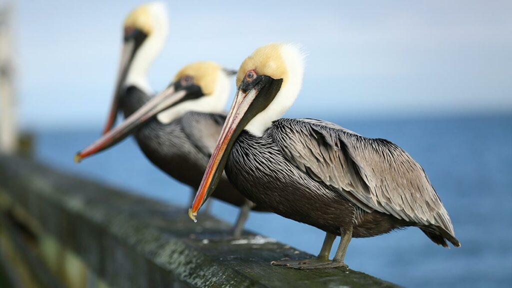 Brown Pelican