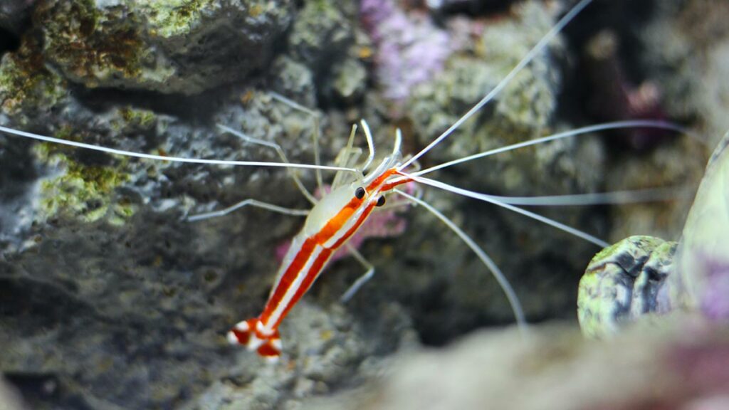 Cleaner Shrimp