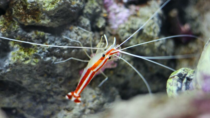 Cleaner Shrimp