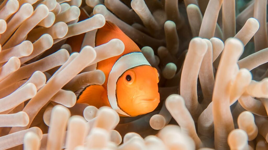 Meet the Real Fish Species of Finding Nemo 