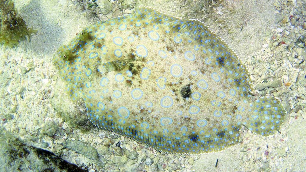 Flounder fish