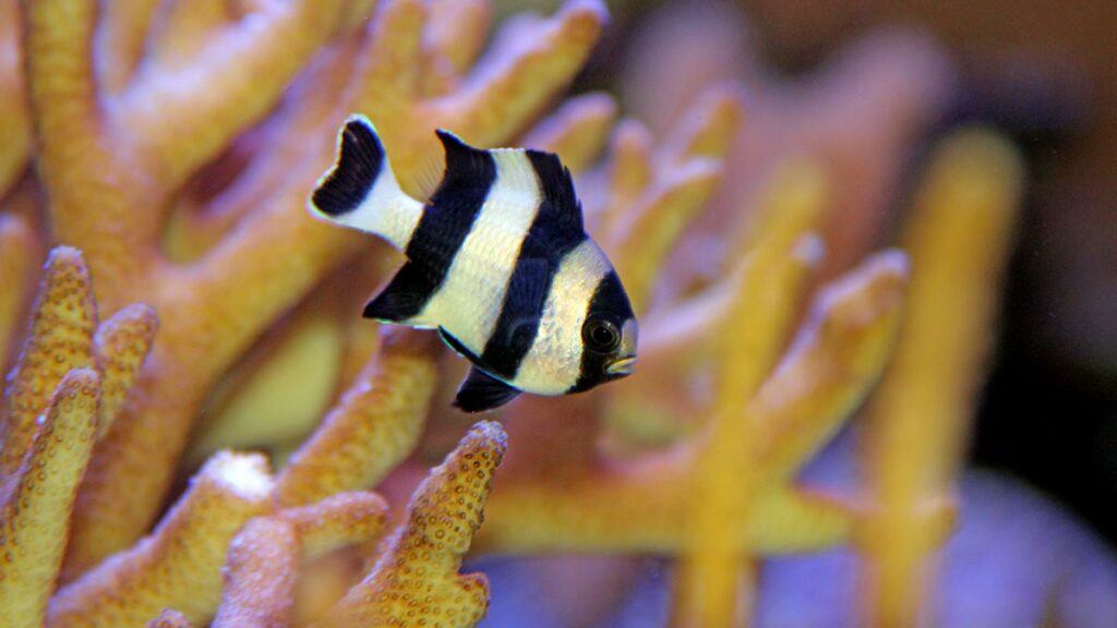 Four-Stripe Damselfish