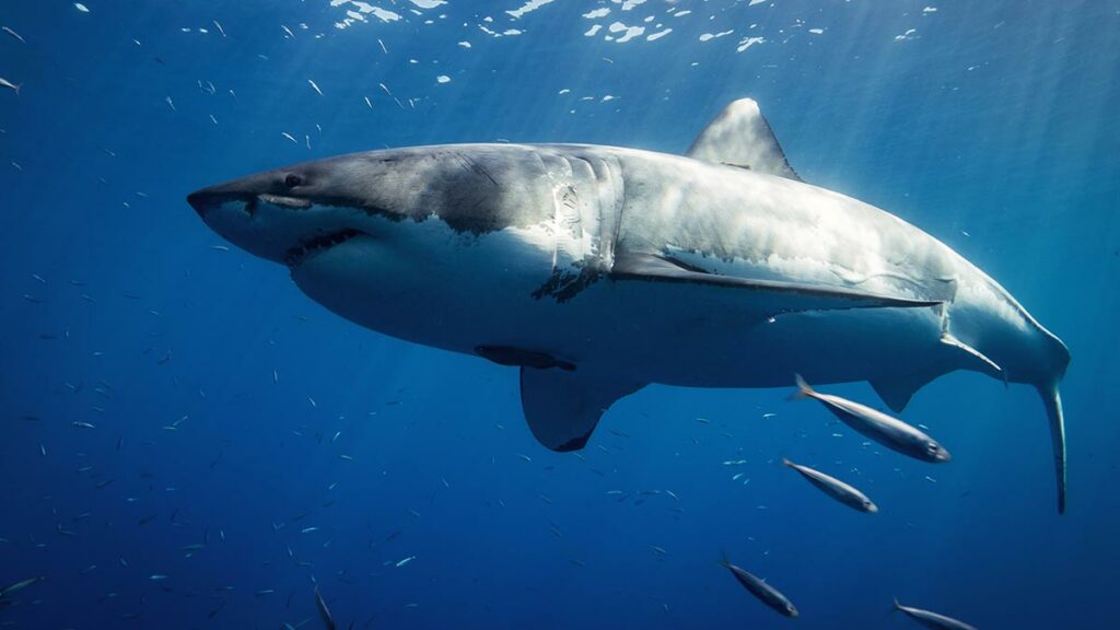 Great White Shark