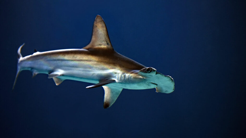 Hammerhead Shark