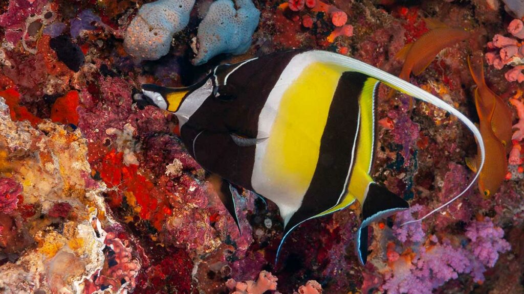 Moorish Idol fish gil finding nemo