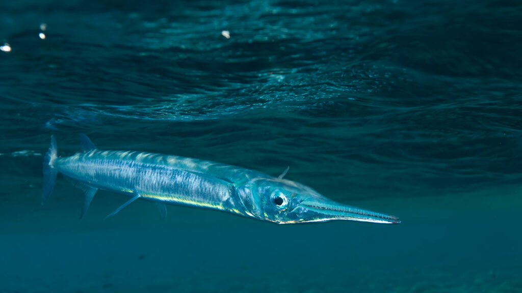 needlefish underwater