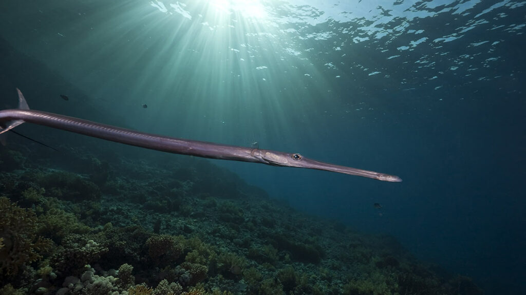 needlefish underwater