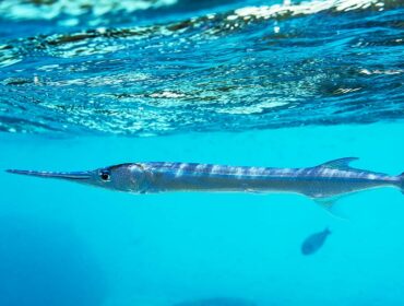 needlefish underwater