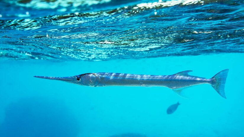 needlefish underwater