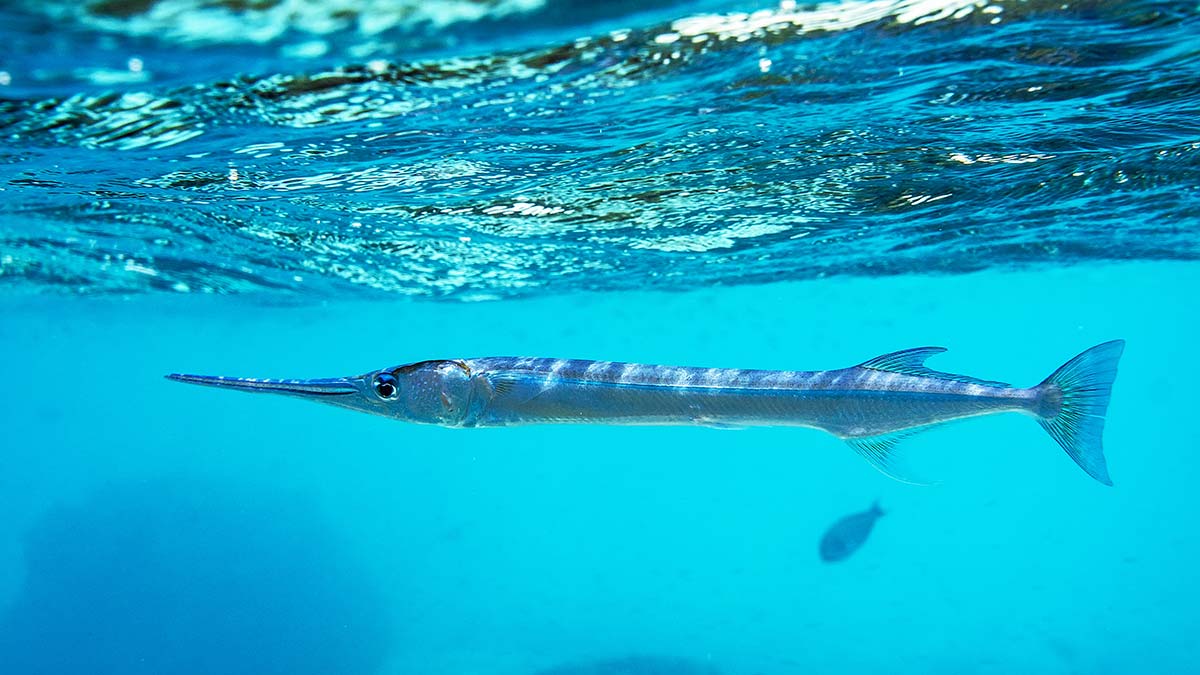 giant needlefish