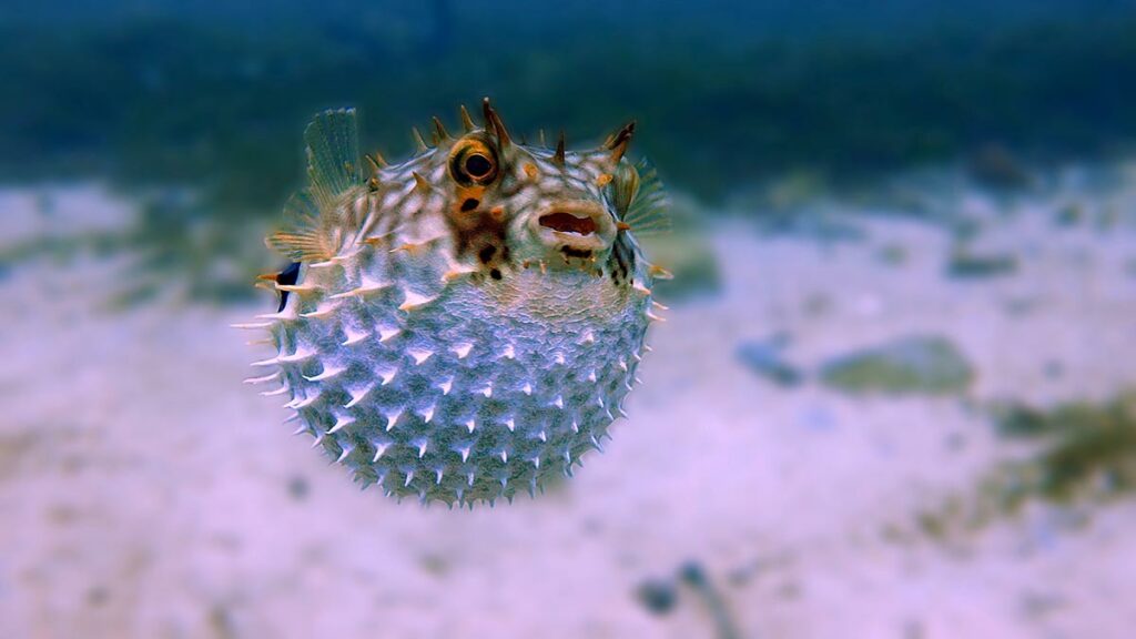 pufferfish bloat finding nemo