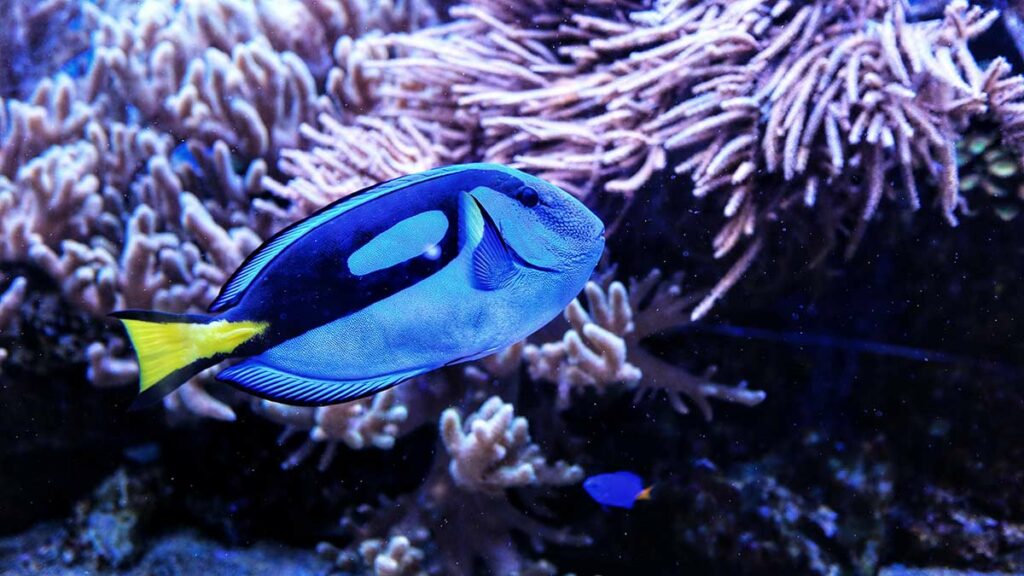 regal tang fish dory finding nemo