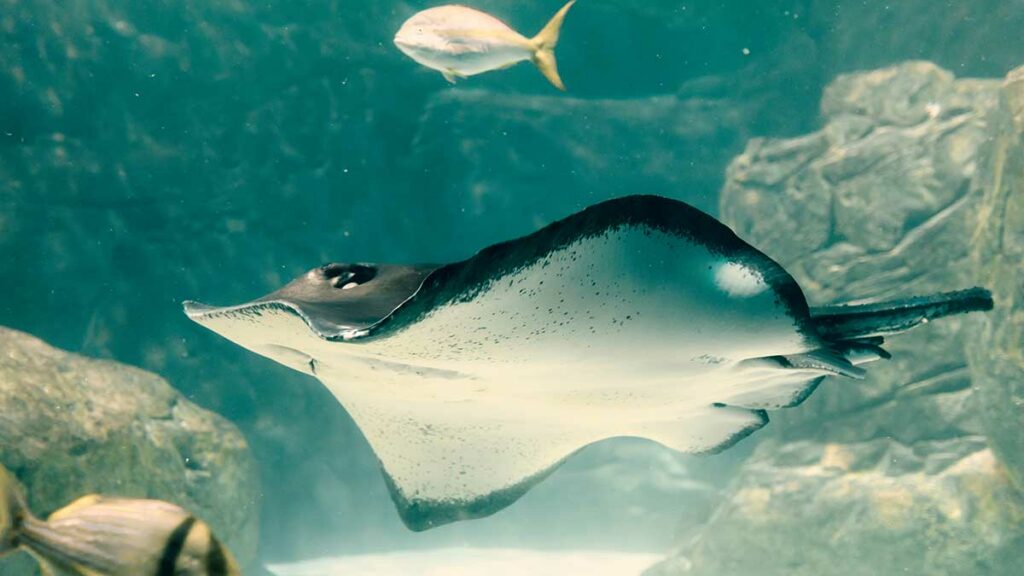 Roughtail stingray