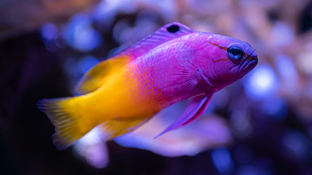 Meet the Real Fish Species of Finding Nemo 