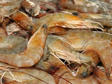 freshly caught brown shrimp from the Gulf of Mexico