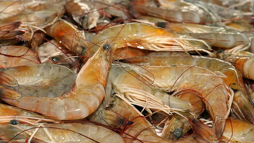 freshly caught brown shrimp from the Gulf of Mexico