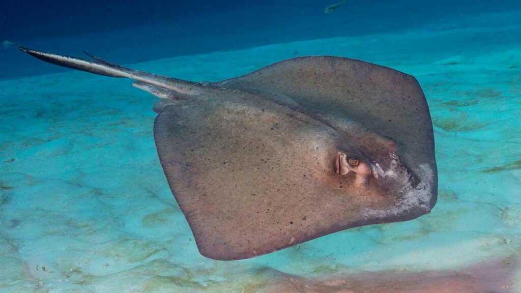 Southern stingray