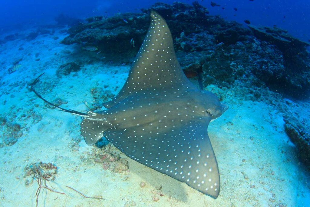 Spotted Eagle Ray