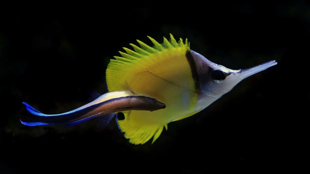Yellow Longnose Butterflyfish tad and bill from finding nemo