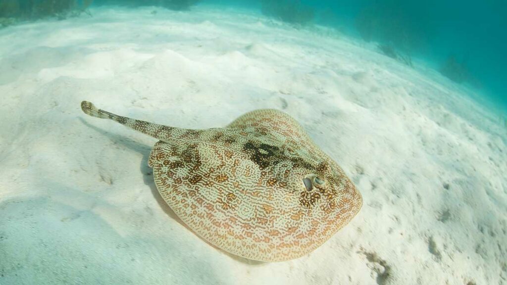 Yellow stingray