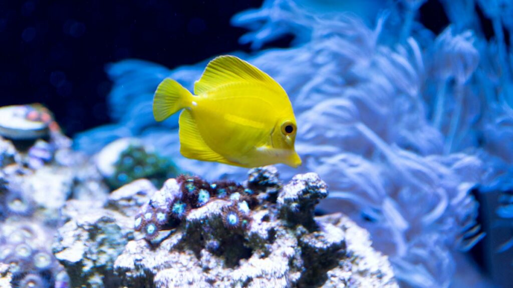Yellow Tang fish
