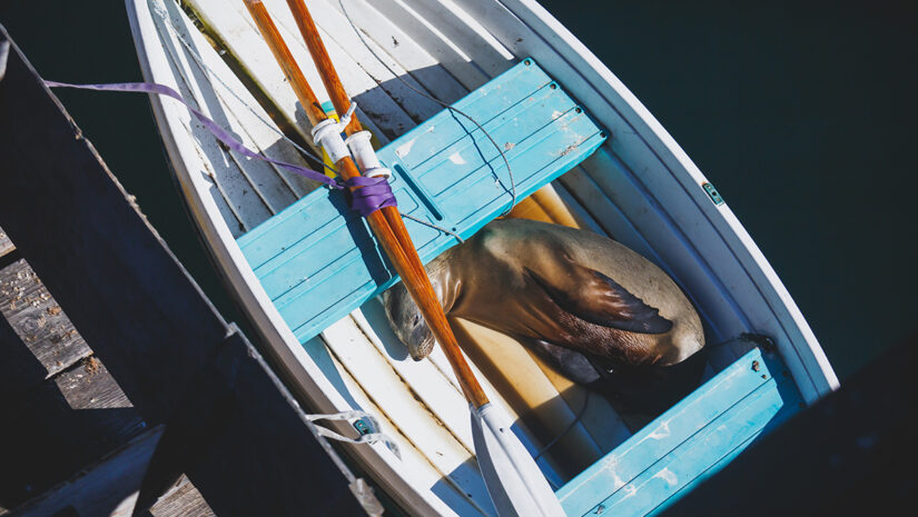 View of a sea lion seal sleeping in the boat in Santa Barbara marina, California, USA