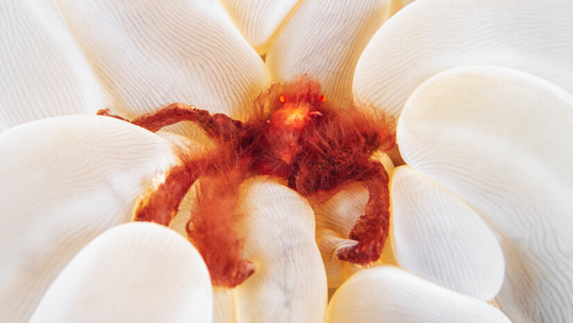 Orangutan crab, Achaeus Japonicus, on bubble crab, Lembeh Strait, Indonesia By uwimages