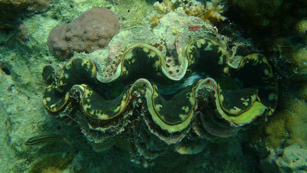 giant clam shell underwater