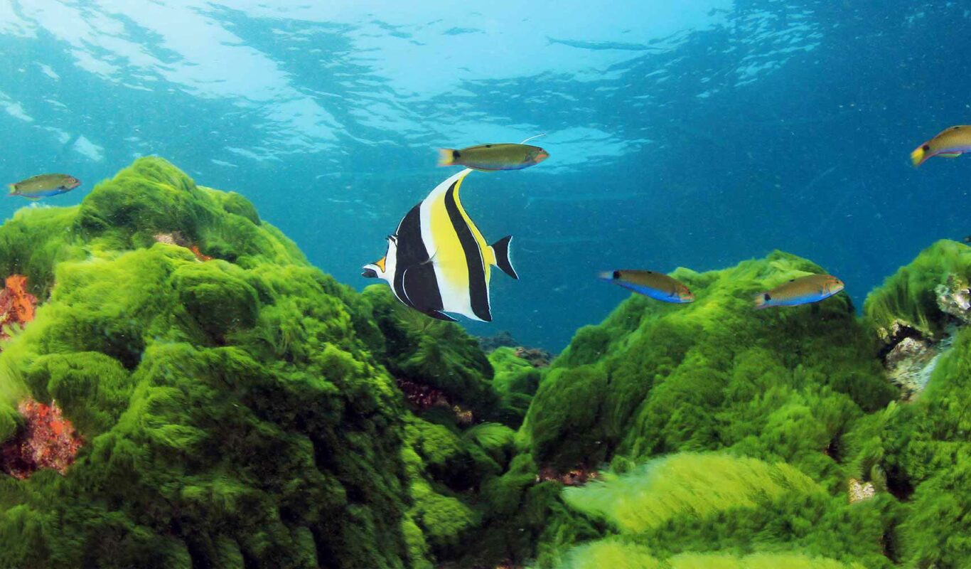 How Algae is Both Good & Bad in Marine Ecosystems How Algae is Both Good & Bad in Marine Ecosystems