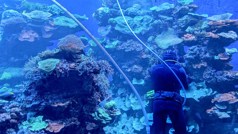 Professional diver at the bottom of an aquarium tank.