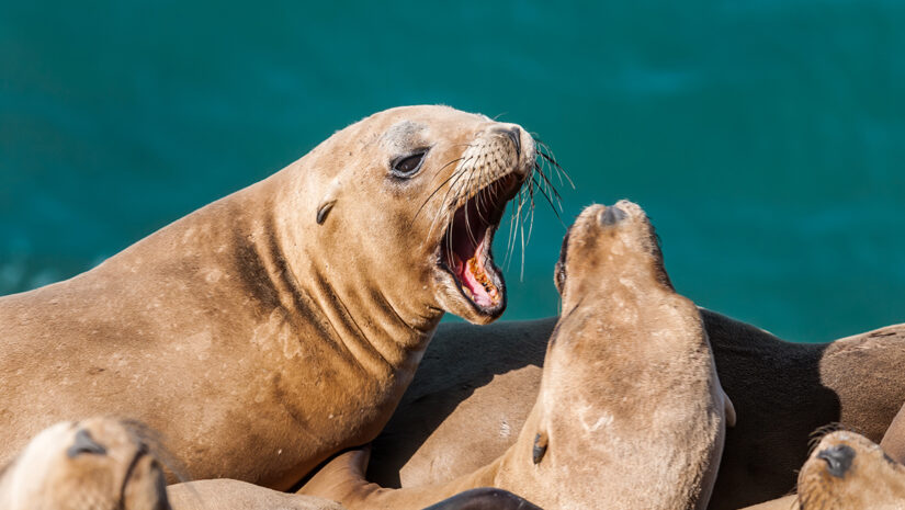 Immature California Sea Lions (Zalophus californianus) at hauling-out, Point Dume, California, USA
