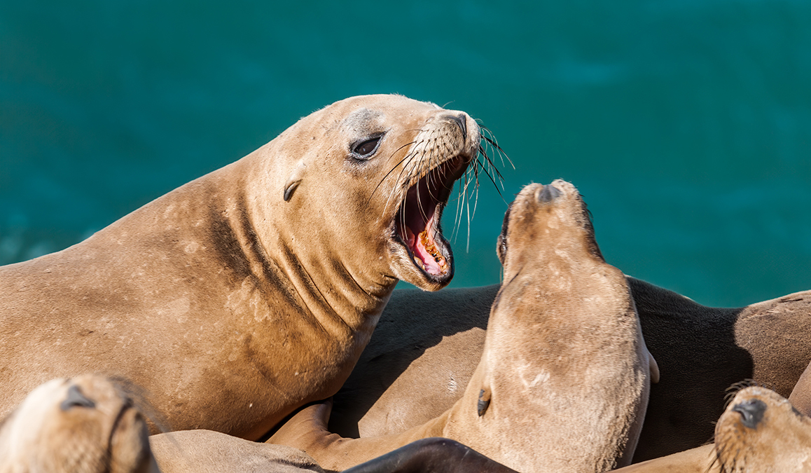 Immature California Sea Lions (Zalophus californianus) at hauling-out, Point Dume, California, USA