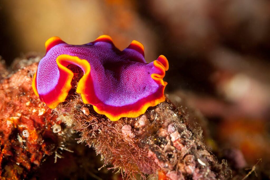 marine flatworm in underwater scene Pseudoceros ferrugineus, the Fuchsia flatworm