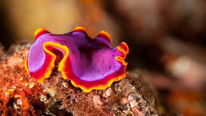 marine flatworm in underwater scene Pseudoceros ferrugineus, the Fuchsia flatworm