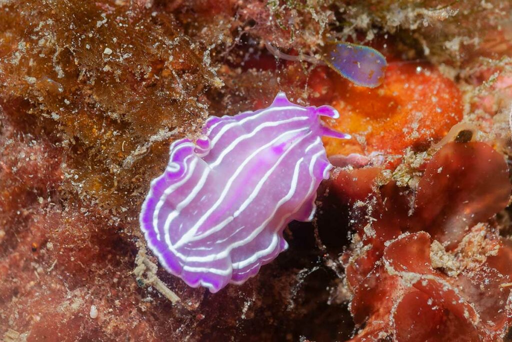 marine flatworm in underwater scene Polyclad Flatworms (Prostheceraeus roseus) Granada, Spain