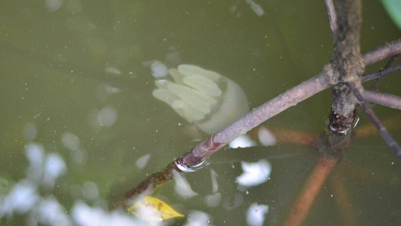 a small jellyfish in brackish water