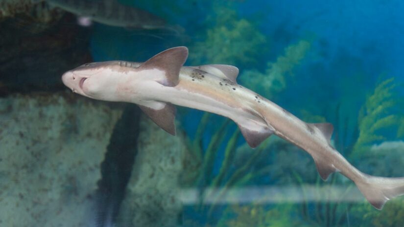 smallest shark in aquarium