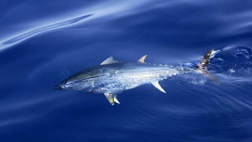 bluefin tuna in the mediterranean