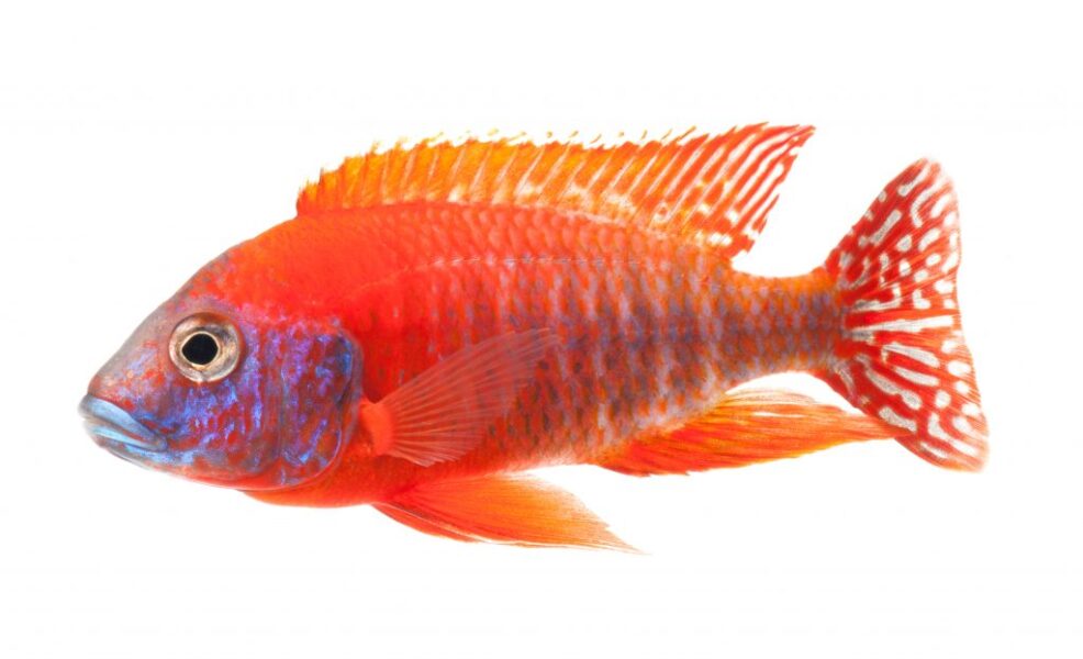 picture of African Cichlid by Piscine Energetics