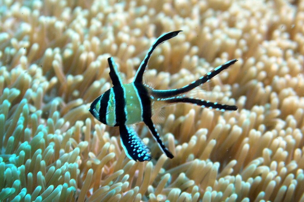 Photo of the Banggai Cardinalfish