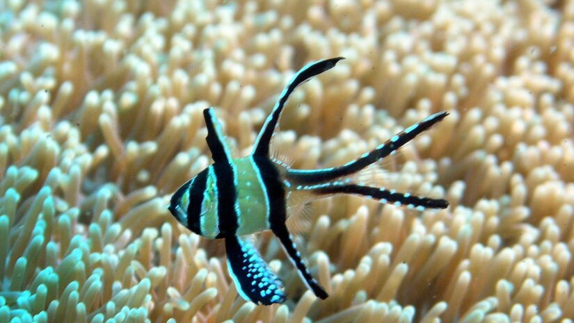 Photo of the Banggai Cardinalfish