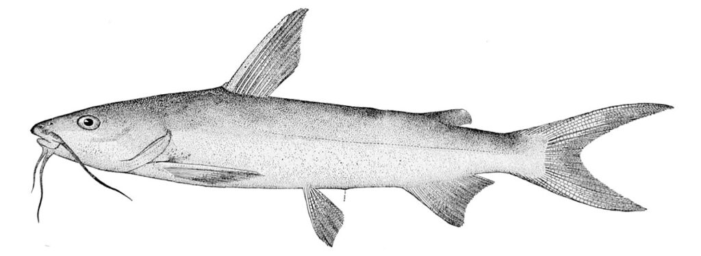 a photo of the Hardhead Sea Catfish, a mouthbrooding fish