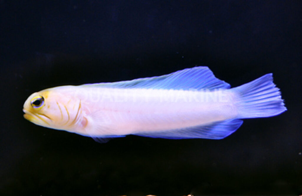 Pearly Jawfish Photo from Quality Marine