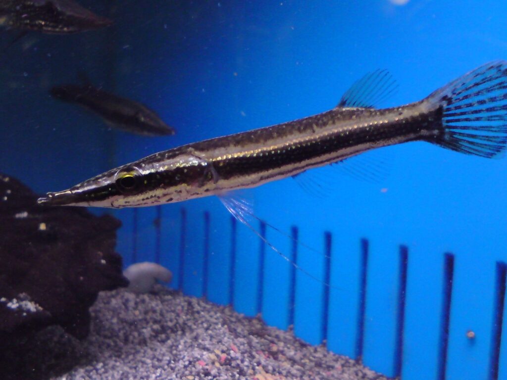 Mouthbrooding fish named Peppermint Pikehead photo by Maidenhead Aquatics