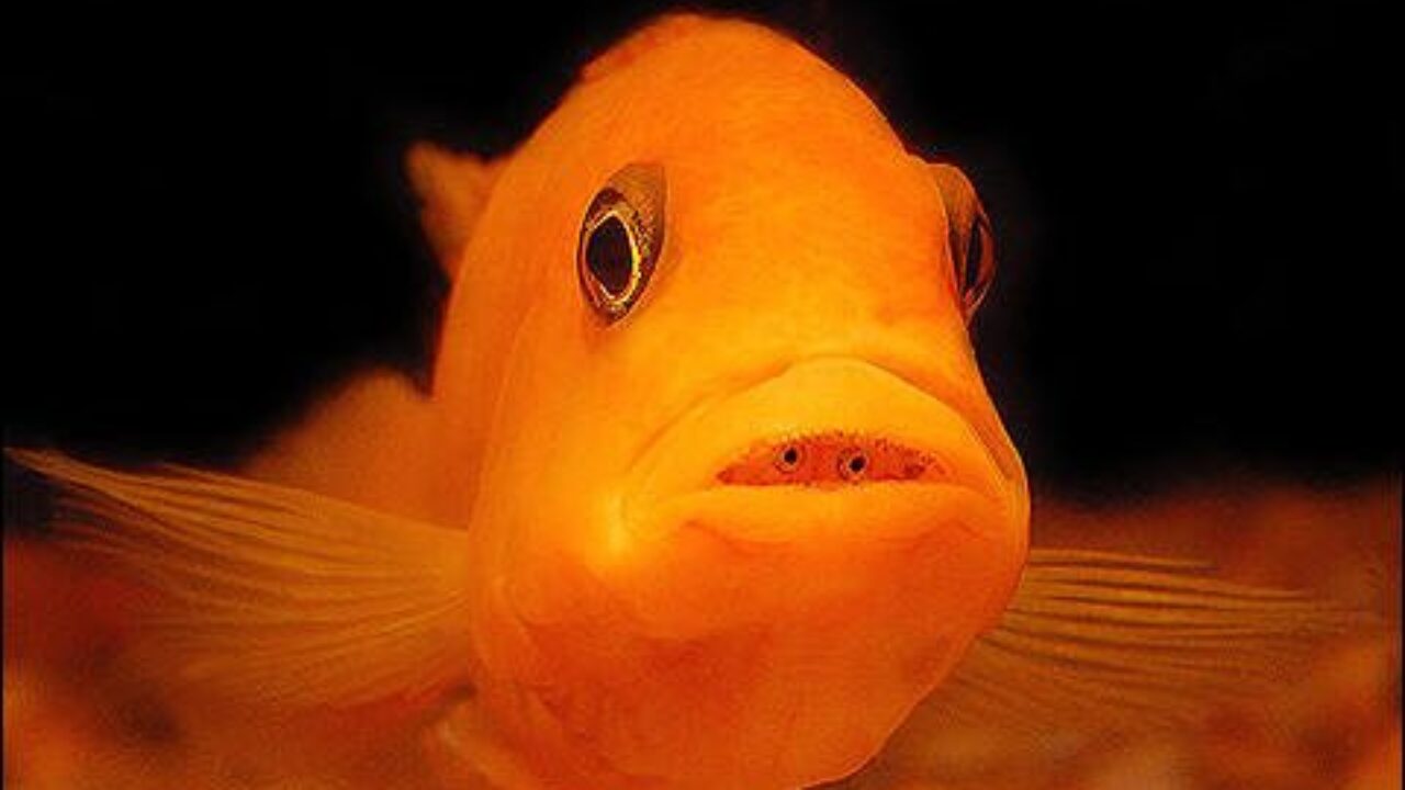 Parents of the Year: 5 Species of Mouthbrooding Fish Parents of the Year: 5 Species of Mouthbrooding Fish