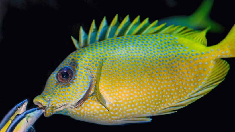 an example of mouthbrooding fish