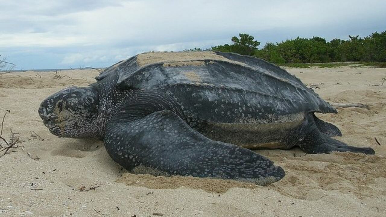 5 Longest Marine Creature Migrations 5 Longest Marine Creature Migrations