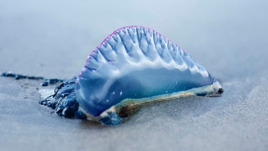 Portuguese Man o'war