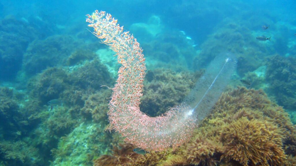 Red-spotted siphonophore
